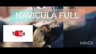 navicula full album