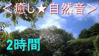 ＜癒し★自然音＞ミンミンゼミの鳴き声【2時間】セミが鳴く夏の森林（安らぎ・リラックス・リフレッシュ・ストレス解消）