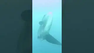 Sunfish (Mola Mola): The Ocean's Giant Bony Fish | Science
