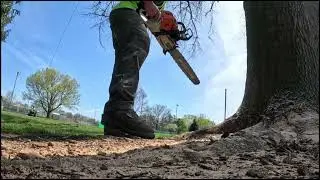 dropping a large pin oak at shippensburg memorial Park in shippensburg, pa.