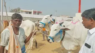 మా ఊరి కాడ పని కట్టి చూపిస్తా మీ ఊరి కాడ పని పోకున్నా కూడా రిటర్న్ తీసుకుంటా | Bulls market videos