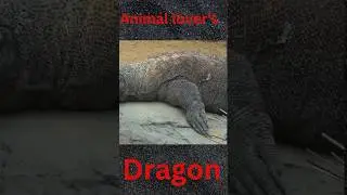 Dragon on big stone 