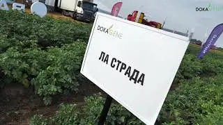 DokaGene сорт ЛА СТРАДА