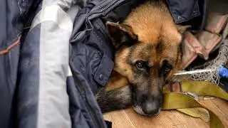 Как охотник отжал зайца у лисы, (видео в I части), но ещё успел и рыбы наловить.  Часть- II