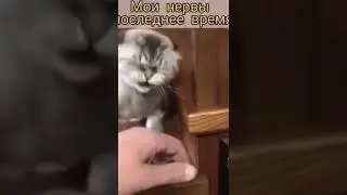 Мои нервы в последнее время