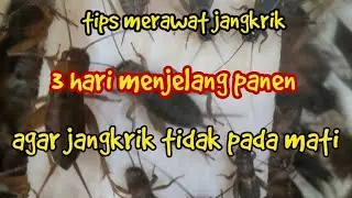 tips merawat jangkrik 3 hari sebelum panen