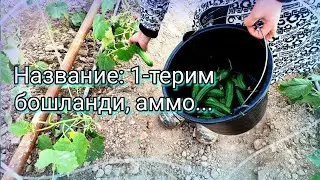Биринчи терим бошланди, аммо...