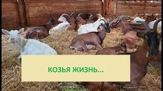 КОЗЫ // От рождения до первого окота