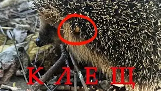 Клещ напал на молодого ежа