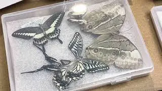 Butterfly Collection