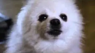 GABE THE DOG IS DEAD!!!!!