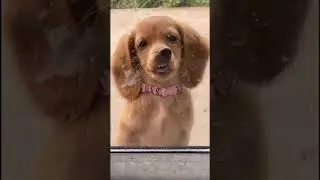 Zodiac signs as animals- Zodiac signs Tiktok 🐶 