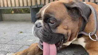 Что с Тайсоном и куда пропали?
