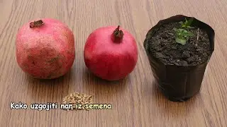 How to grow a pomegranate from seed