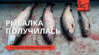 ЗАКРЫЛ СЕЗОН ПО ФОРЕЛИ НА ПЛАТНИКЕ / УЛОВ ПОЛУЧИЛСЯ СОЛИДНЫЙ