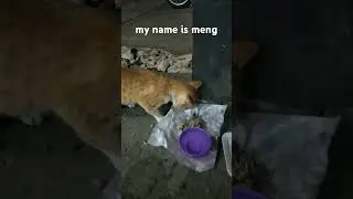 oyen #catlover #animals #funny #kucing #cat #kucinglucu #kitten