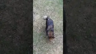 konsta koira mökillä hd