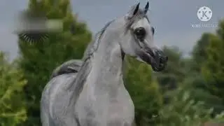 جمال الحصان العربي الاصيل شاهد واستمتع مشاء الله