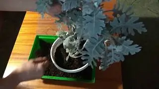 Цинерария серебристая. Высадка из воды в земляную смесь