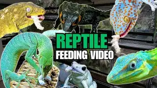 FEEDING MY PET REPTILES 32 SILKWORMS! CROCODILE SKINKS, GECKOS, FROGS & MORE! SILKWORM FEEDING VIDEO