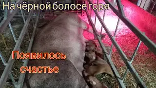 Very difficult farrowing lasted 8 hours. Durkas are large, she couldn't give birth herself
