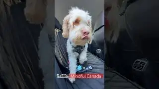 Dog Car Anxiety 