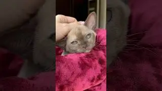 Burmese kitten 