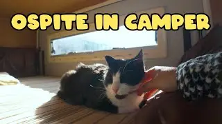 Non si dorme per 2 notti ! - 🐈‍⬛ Ep. 98
