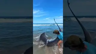 1000 LB TIGER SHARK Caught From LAND ⁉️ 