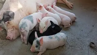 Pig farm in Assam ll  Piglets are sucking mother milk ll assam pig farm ll