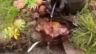 ЛЕЧЕНИЕ МУХОМОРОМ