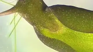 Elysia clorotica