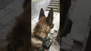 Дрессировка малинуа