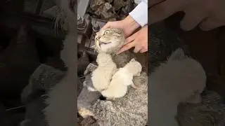 The hero who saved the cats. (cat) (kitten)