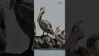Migratory wild  birds - Spot billed pelicans at Pulicat lake #youtubeshorts  #nikonz7 #shorts