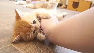The kitten who eagerly ran up and wrestled with its owner's fingers is so cute