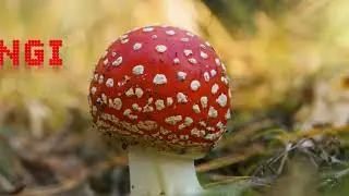 Fungi