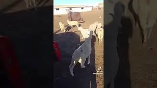 Выжившие🐑