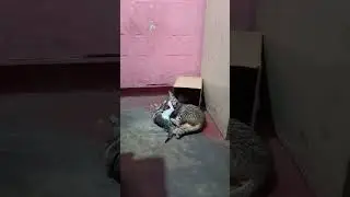 #cat  Lovely Mom And Son 20241014 084627 #catlover #catshorts #catvideos