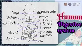 How to draw Human Digestive system class 10 Science