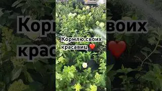 30 июля 2024 г.