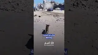 Gaza resident documents starving dog