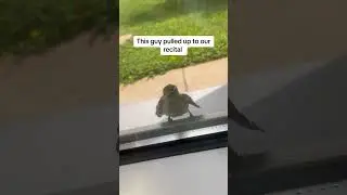 He stayed to listen #music #bird #cute #animals #piano