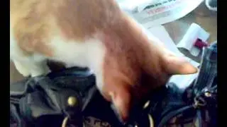 кот ворюга