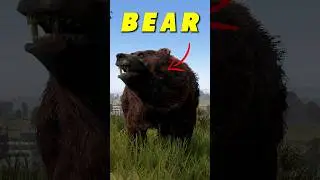 How To Trap A Bear 🐻❌️