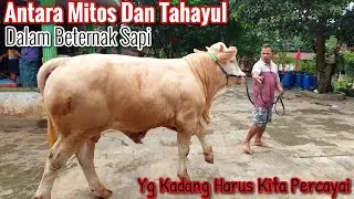 Percaya Gak Percaya Inilah Kondisi Si SAMSON Setelah Pindah Posisi Kandang