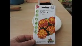 Бархатцы. Посев семян на рассаду.
