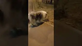 Встретил ежа