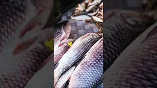 शास्त्रों के अनुसार सपने में मछली देखने का क्या मतलब होता है ! 