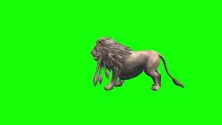 Lion Roar E Green Screen Video Footage Free 